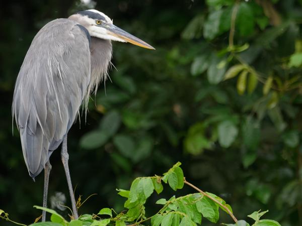 <h3><a href="/trips/costa-rica/biota/animalia/chordata/aves/015 pelecaniformes/002 ardeidae/ardea herodias/ardea herodias-nl.html">Ardea&nbsp;herodias</a> / Great&nbsp;blue&nbsp;heron / Amerikaanse&nbsp;blauwe&nbsp;reiger</h3>OM-1 Mark II met M.300mm F4.0 + MC-14, 1/640 sec  bij F5.6, ISO 10000, afstand 44.3&nbsp;m